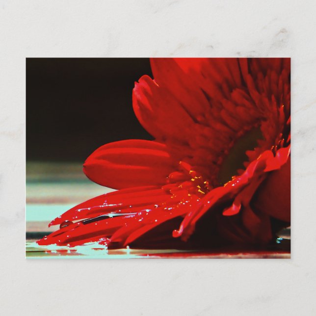 Red Daisy Gerbera Flower Vykort (Framsida)