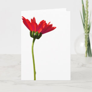 Red Daisy Simplicit Tillfällen Hälsning Kort
