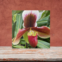 Red Dam Slipper Orchid Blommigt