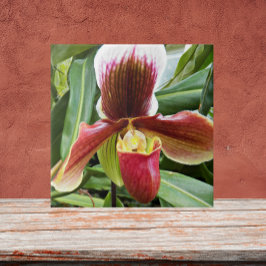 Red Dam Slipper Orchid Blommigt Kakelplatta
