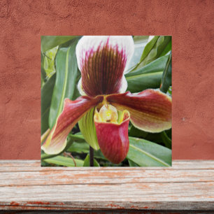 Red Dam Slipper Orchid Blommigt Kakelplatta