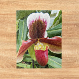 Red Dam Slipper Orchid Blommigt Pussel