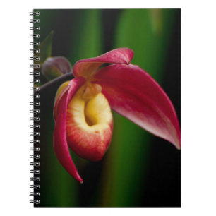 Red Dam Tofflor Orchid Anteckningsbok