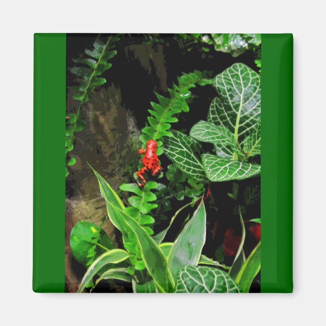 Red Dart Frog CB Magnet (Framsidan)