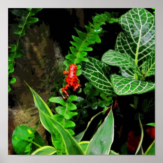 Red Dart Frog CB Poster (Framsidan)