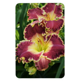 Red Daylilies Magnet