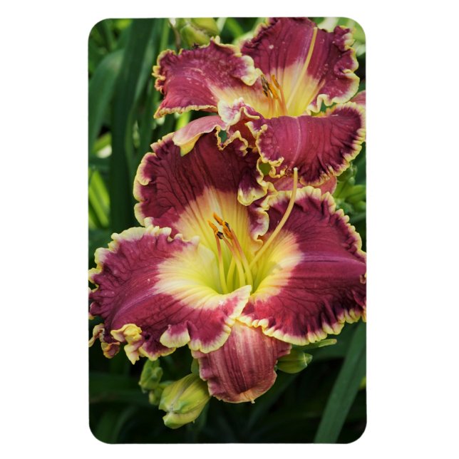 Red Daylilies Magnet (Vertikal)