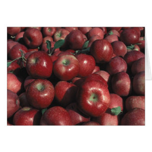 Red Delicious Apple Skörd Hälsningskort
