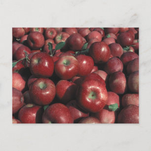 Red Delicious Apple Skörd Vykort