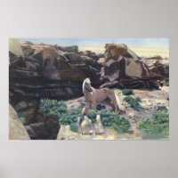 Red Desert, WY - Vild Palomino Stallion fångad