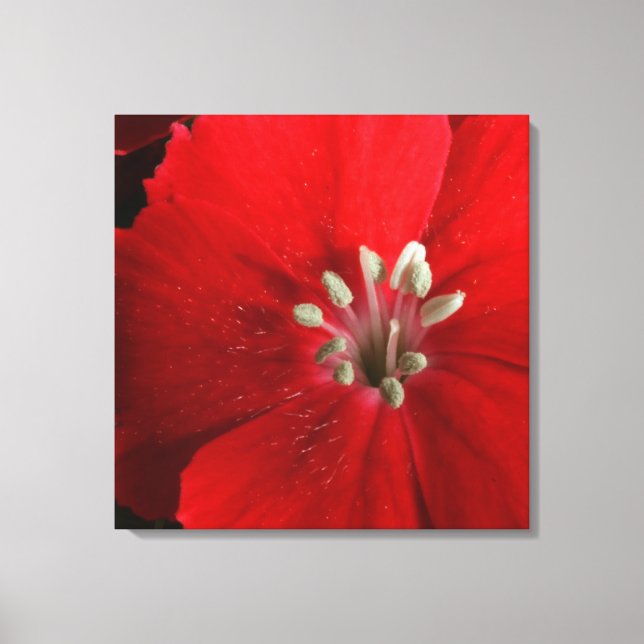 Red Dianthus Kanvastryck (Framsida)