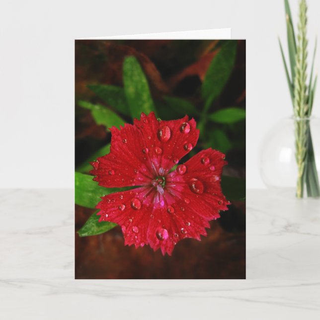 Red Dianthus with Raindrops Tack Kort (Framsida)