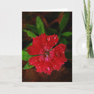 Red Dianthus with Raindrops Tack Kort