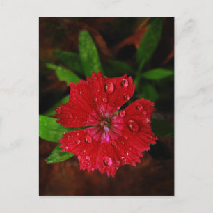 Red Dianthus with Raindrops Vykort