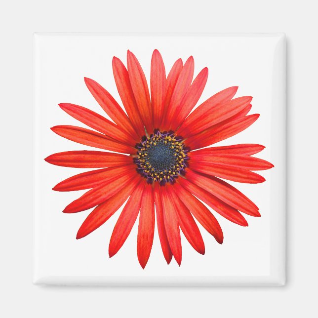 Red Djävulen Magnet (Framsidan)