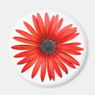 Red Djävulen Magnet