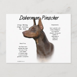 Red Doberman History Vykort
