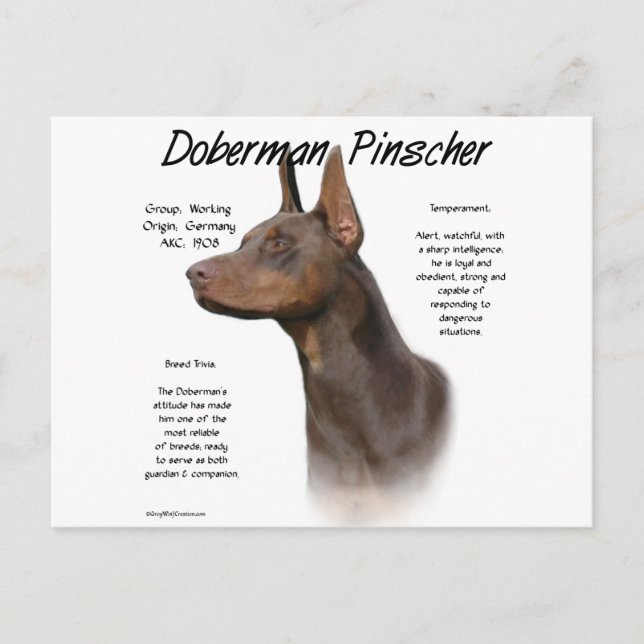 Red Doberman History Vykort (Framsida)