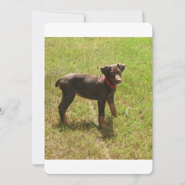 Red_doberman_puppy.png (Framsida)