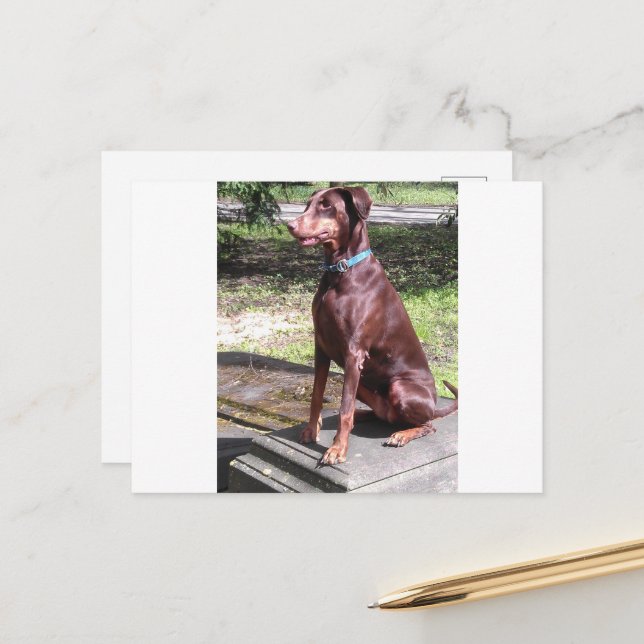 red doberman vykort (Fram/Back In Situ)