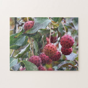 Red Dogwood Fruit Nature Pussel