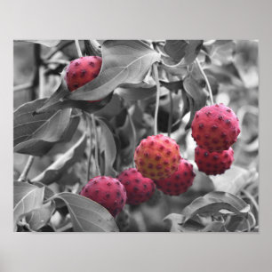 Red Dogwood Fruit Partial Färg Poster