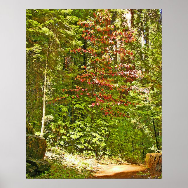 Red Dogwood Poster (Framsidan)