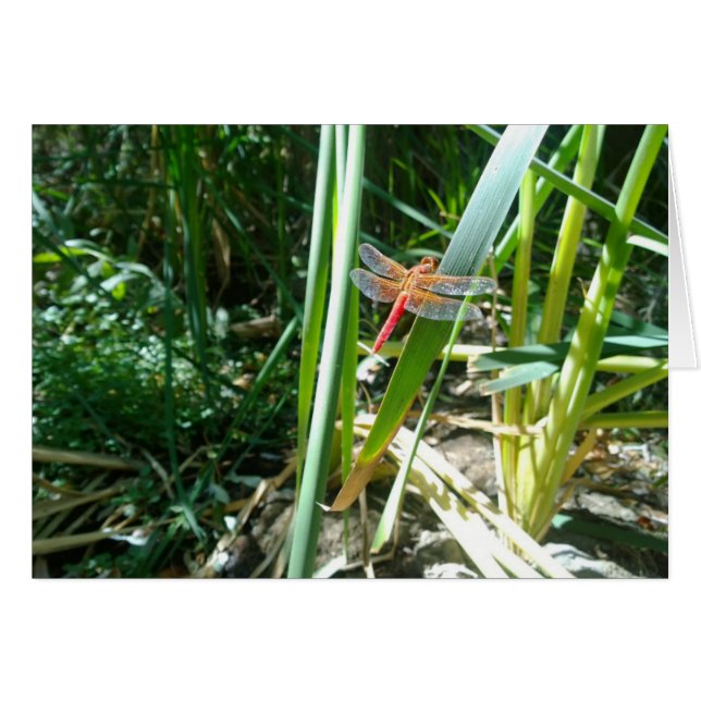 Red Dragonfly Clinging på Löv Hälsningskort (Framsidan Horizontal)