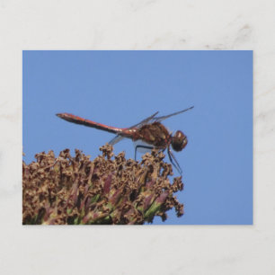 Red Dragonfly DIY Postcard Vykort