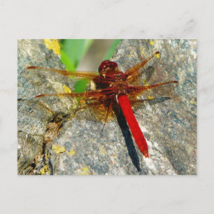 Red DragonFly eller DamselFly Insekt Photo Postcar Vykort