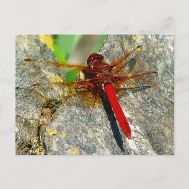 Red DragonFly eller DamselFly Insekt Photo Postcar Vykort (Framsida)