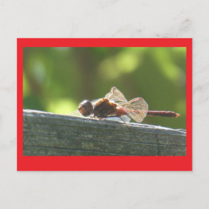 Red Dragonfly i Sol DIY Postcard Helg Vykort