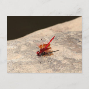 Red Dragonfly in Afrika (Trithemis sp.) Vykort