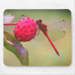Red Dragonfly Nature Musmatta