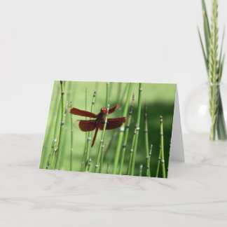 Red Dragonfly Note Card Kort