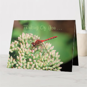 Red Dragonfly Notecard Kort