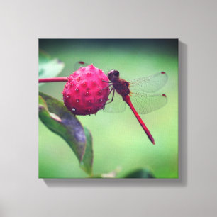 Red Dragonfly på Dogwood Fruit Close Up Canvastryck