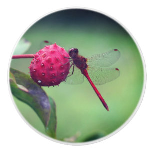 Red Dragonfly på Dogwood Fruit Close Up Knopp