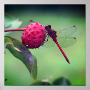 Red Dragonfly på Dogwood Fruit Close Up Poster