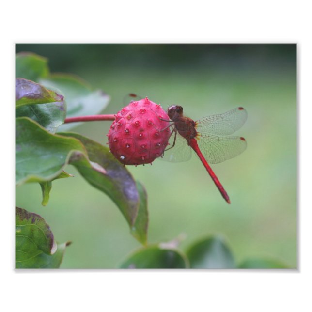 Red Dragonfly på Dogwood Fruit Natature Fototryck (Framsidan)