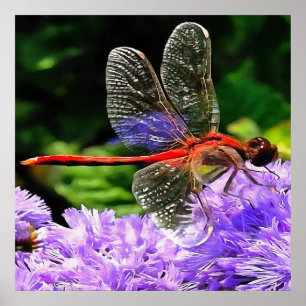 Red Dragonfly på Violet Lila blommor Poster
