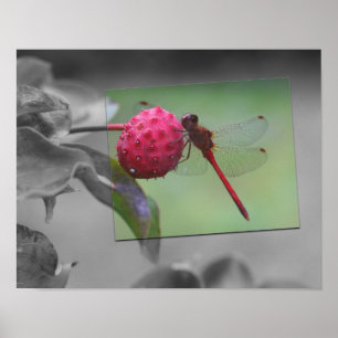 Red Dragonfly Partial Färg Poster