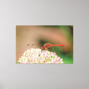 Red Dragonfly Photograph Canvastryck