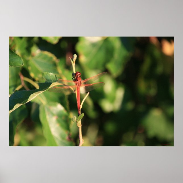 Red Dragonfly Poster (Framsidan)