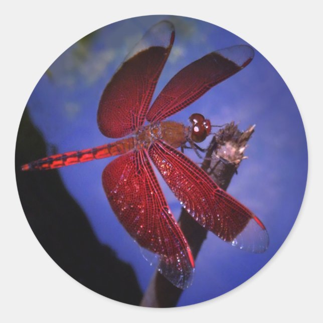 Red Dragonfly Runt Klistermärke (Framsida)