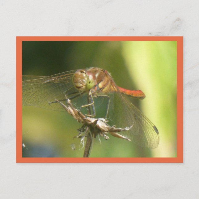 Red Dragonfly stäng DIY-vykort Vykort (Framsida)