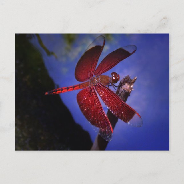 Red Dragonfly Vykort (Framsida)