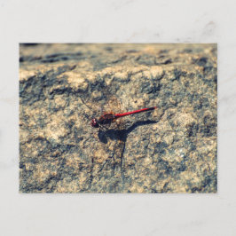 Red Dragonfly Vykort