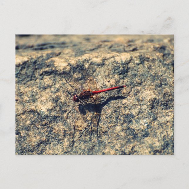 Red Dragonfly Vykort (Framsida)
