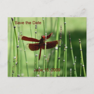 Red Dragonfly-vykort Meddelande Vykort